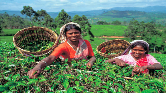 Teeplantagentour ab Kandy