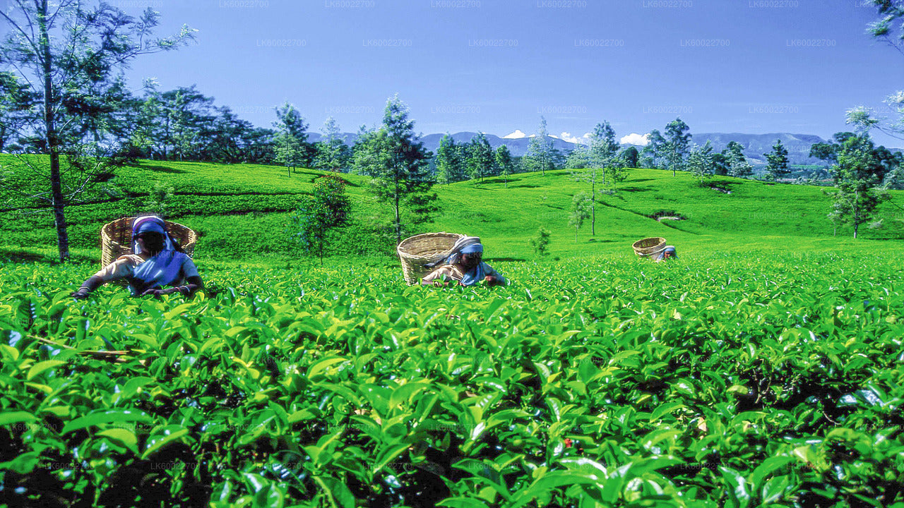 Teeplantagentour ab Kandy
