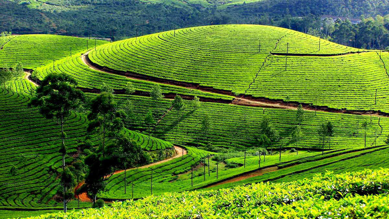 Teeplantagentour ab Kandy