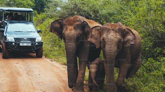 Safari im Udawalawe-Nationalpark ab Mirissa