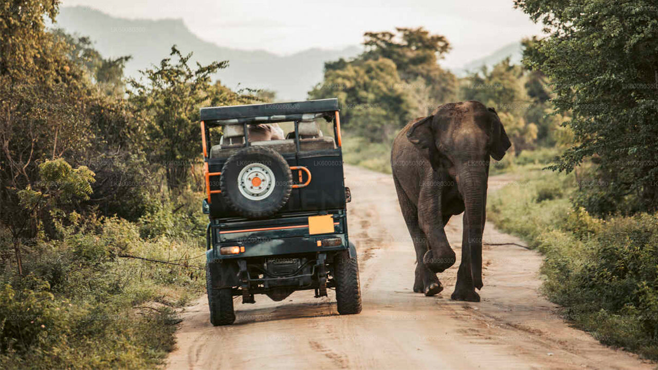 Safari im Udawalawe-Nationalpark ab Mirissa