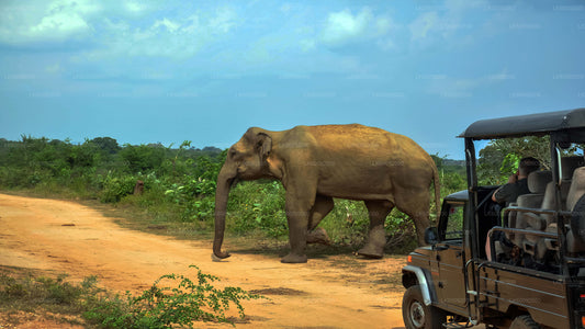 Safari im Udawalawe-Nationalpark ab Ella