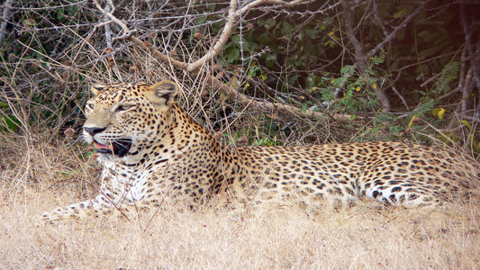 Yala-Nationalpark-Safari ab Bentota