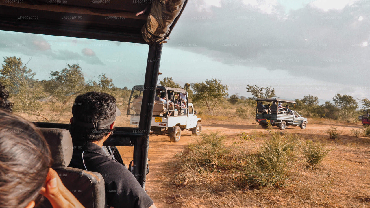 Safari im Udawalawe-Nationalpark ab Beruwala