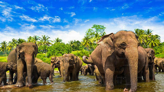 Elefantenwaisenhaus Pinnawala aus Beruwala