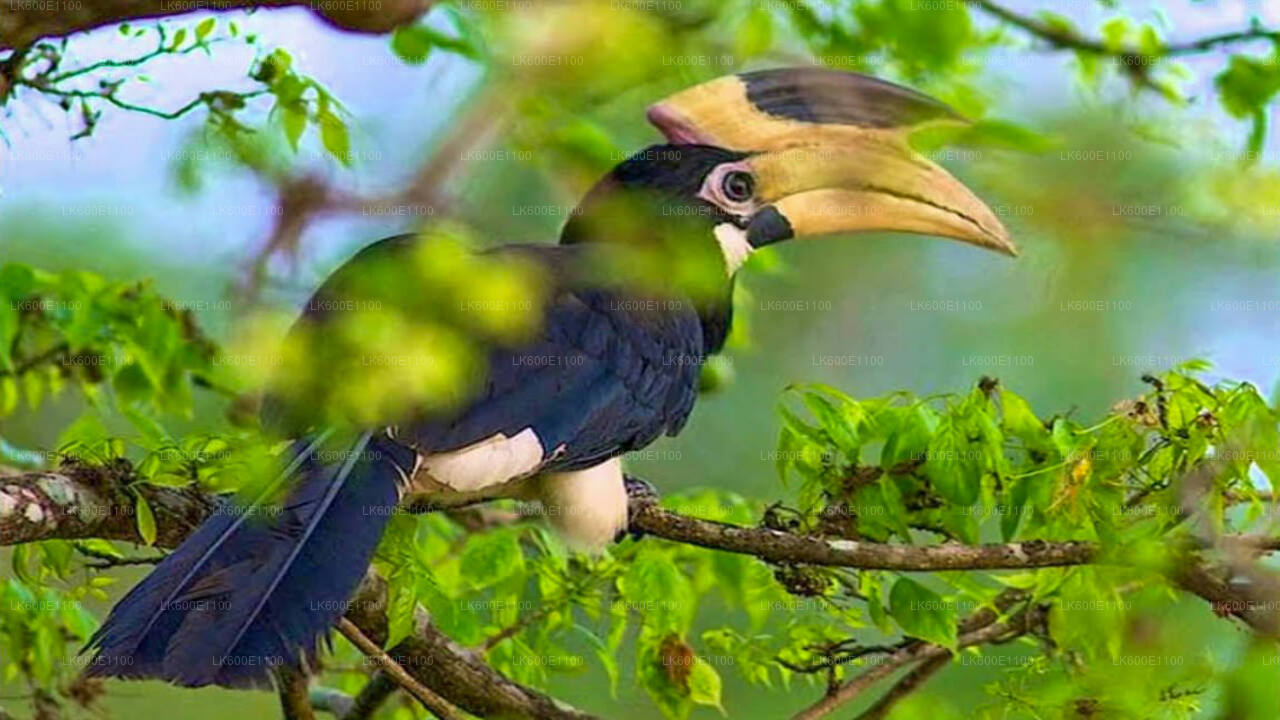 Bundala-Nationalpark-Safari ab Beruwala