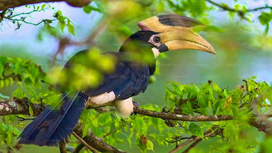 Bundala-Nationalpark-Safari ab Beruwala