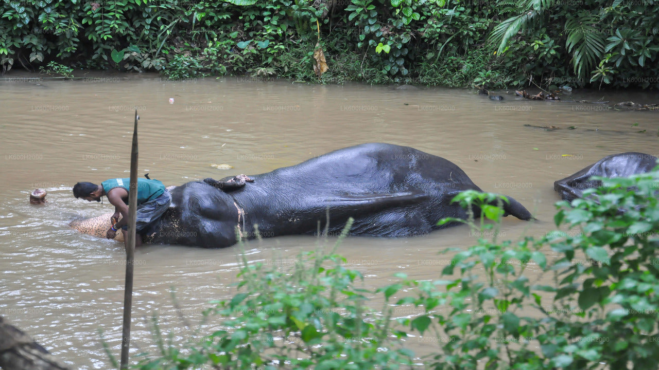 Besuch der Millennium Elephant Foundation vom Flughafen Colombo