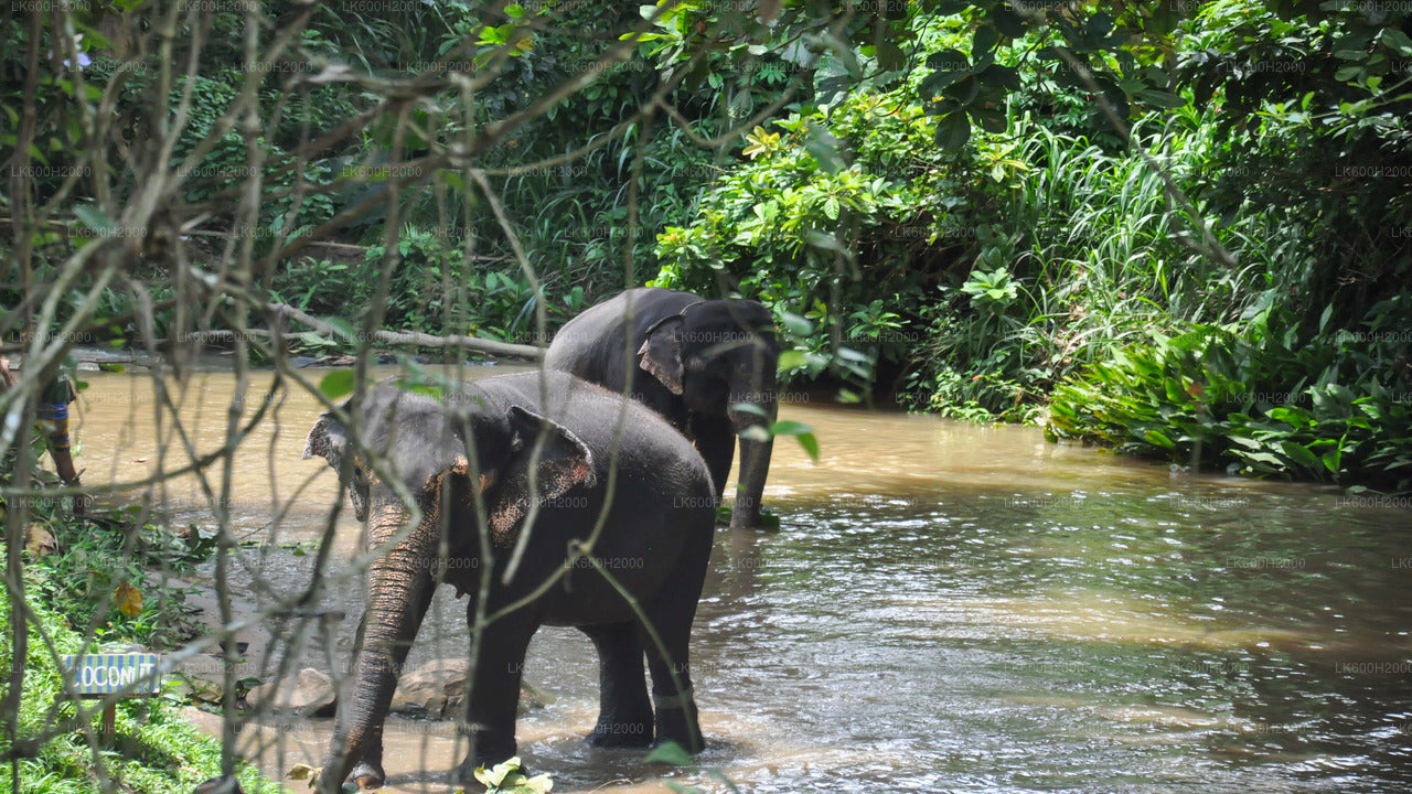 Besuch der Millennium Elephant Foundation vom Flughafen Colombo