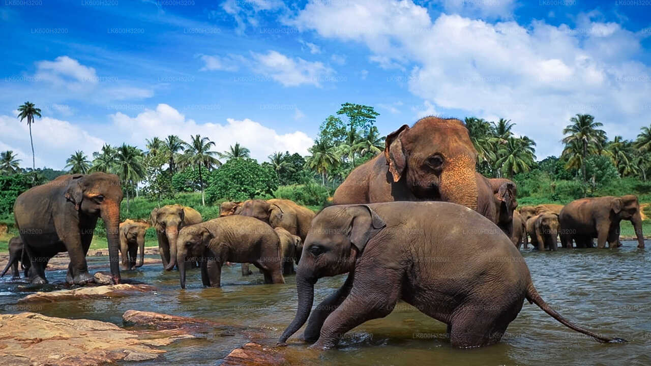 Pinnawala Elefantenwaisenhaus und Dorftour ab Colombo
