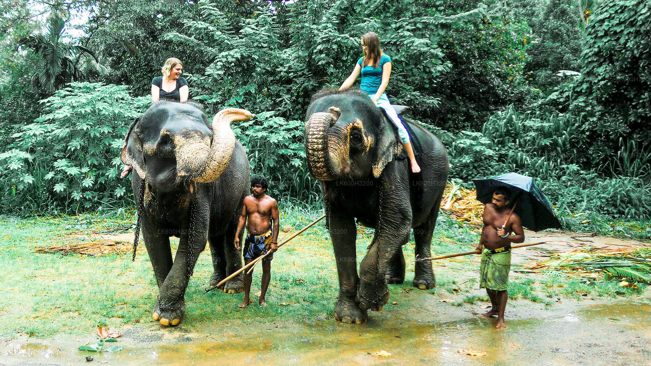 Pinnawala Elefantenwaisenhaus und Dorftour ab Colombo