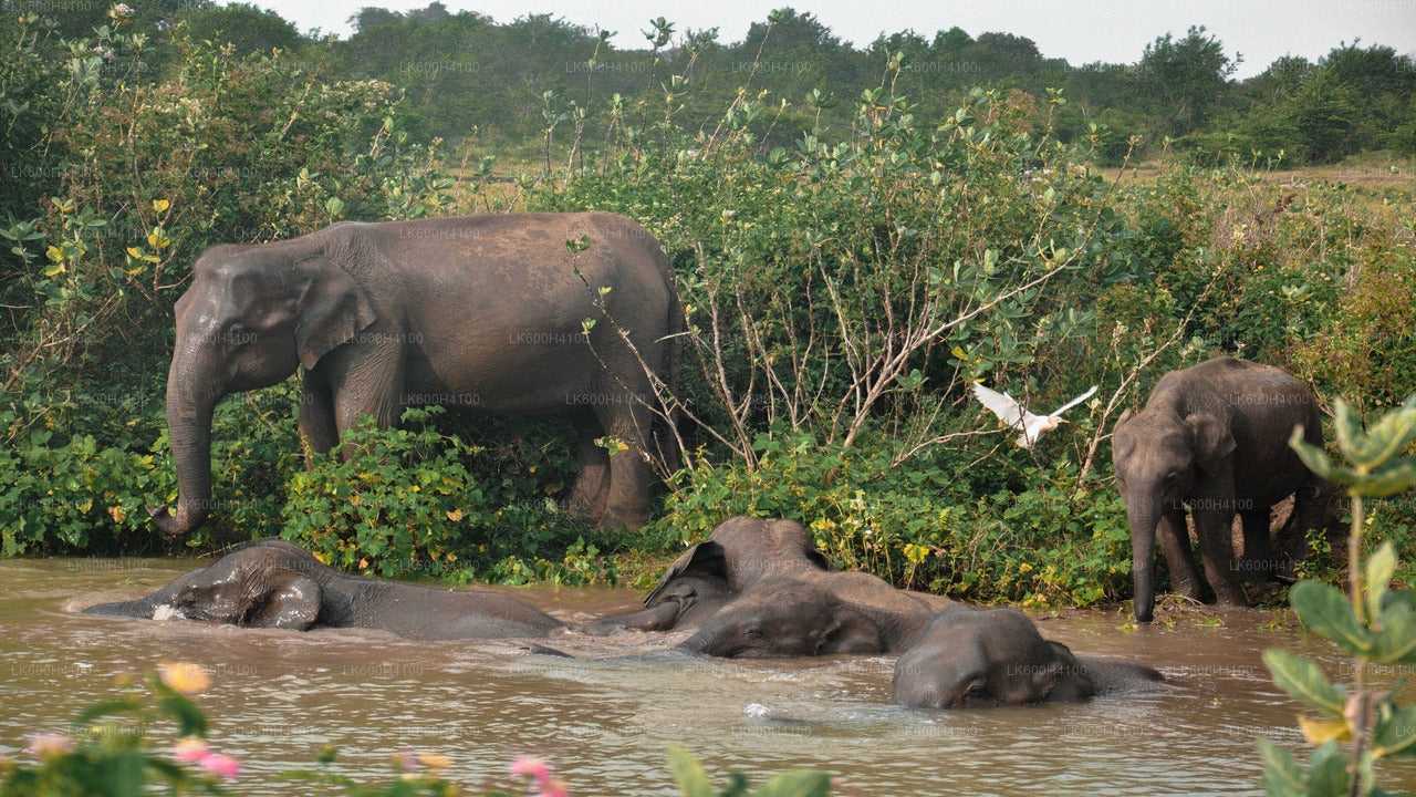 Udawalawe-Nationalpark-Safari ab Colombo