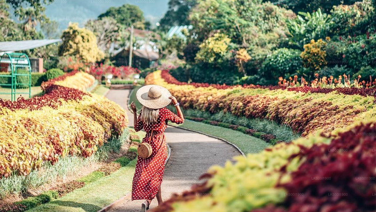 Kandy-Stadtrundfahrt ab Dambulla