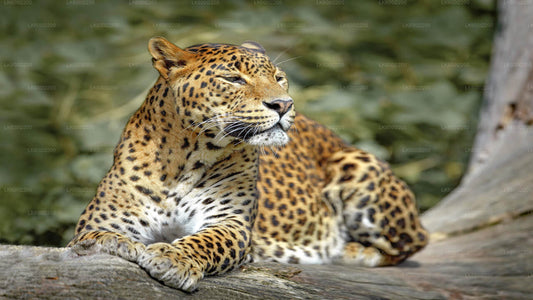 Private Safari im Kaudulla-Nationalpark ab Dambulla