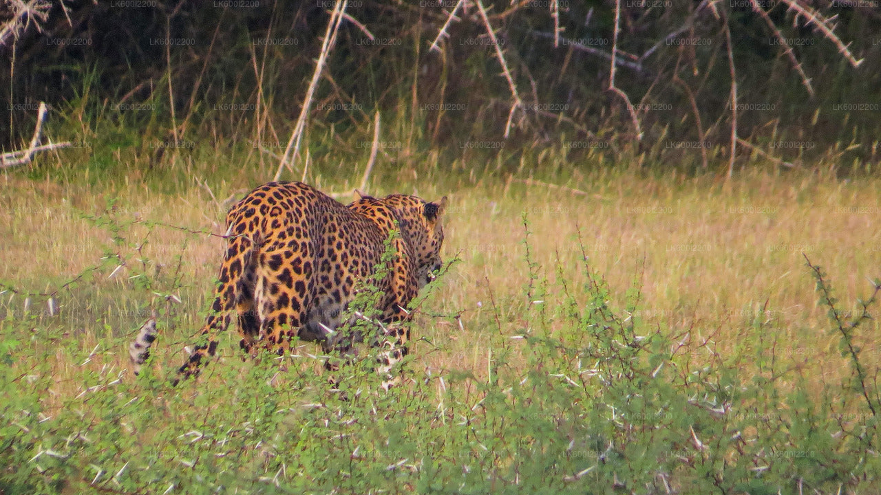 Private Safari im Kaudulla-Nationalpark ab Dambulla