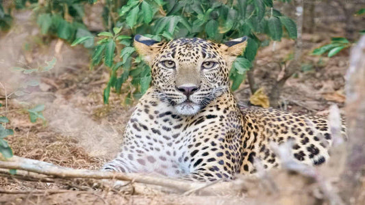 Safari im Wasgamuwa-Nationalpark ab Dambulla