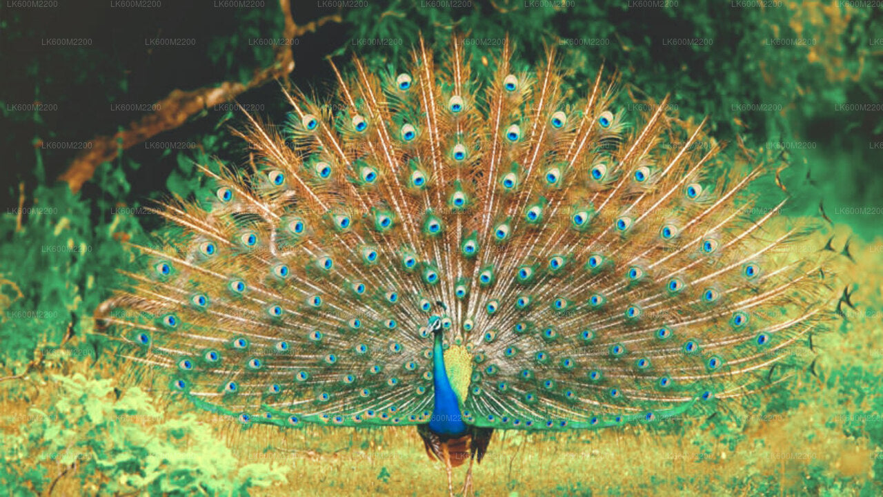 Safari im Yala-Nationalpark ab Ella