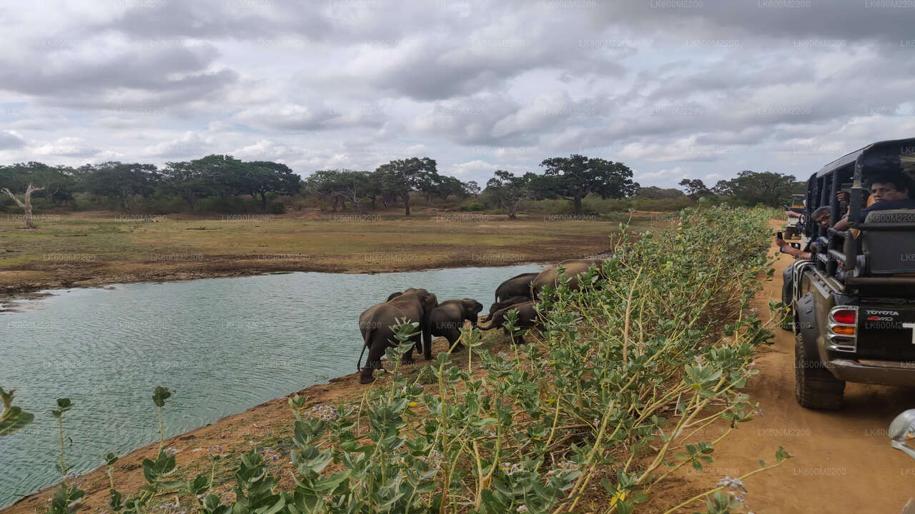 Safari im Yala-Nationalpark ab Ella