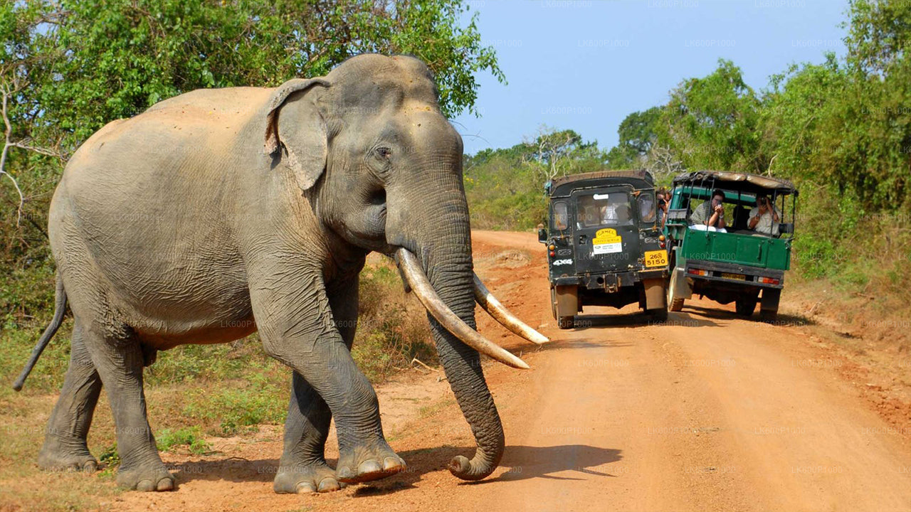 Yala-Nationalpark-Safari ab Galle