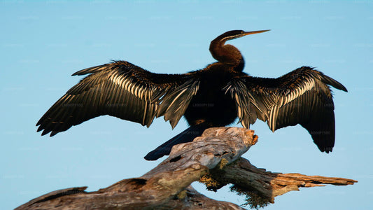 Bundala-Nationalpark-Safari ab Galle