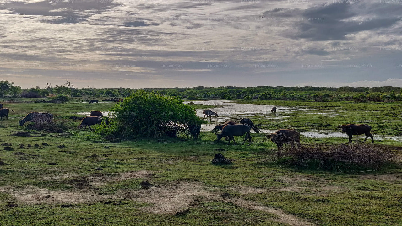 Bundala-Nationalpark-Safari ab Galle