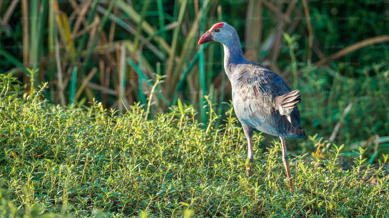 Bundala-Nationalpark-Safari ab Galle