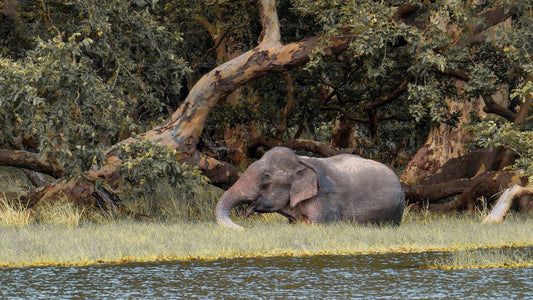 Wilpattu-Nationalpark-Safari ab Habarana