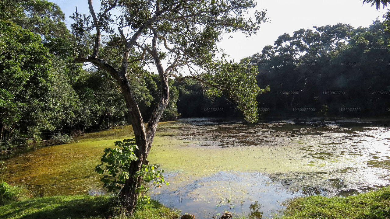 Wilpattu-Nationalpark-Safari ab Habarana