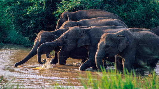 Safari im Wasgamuwa-Nationalpark ab Habarana