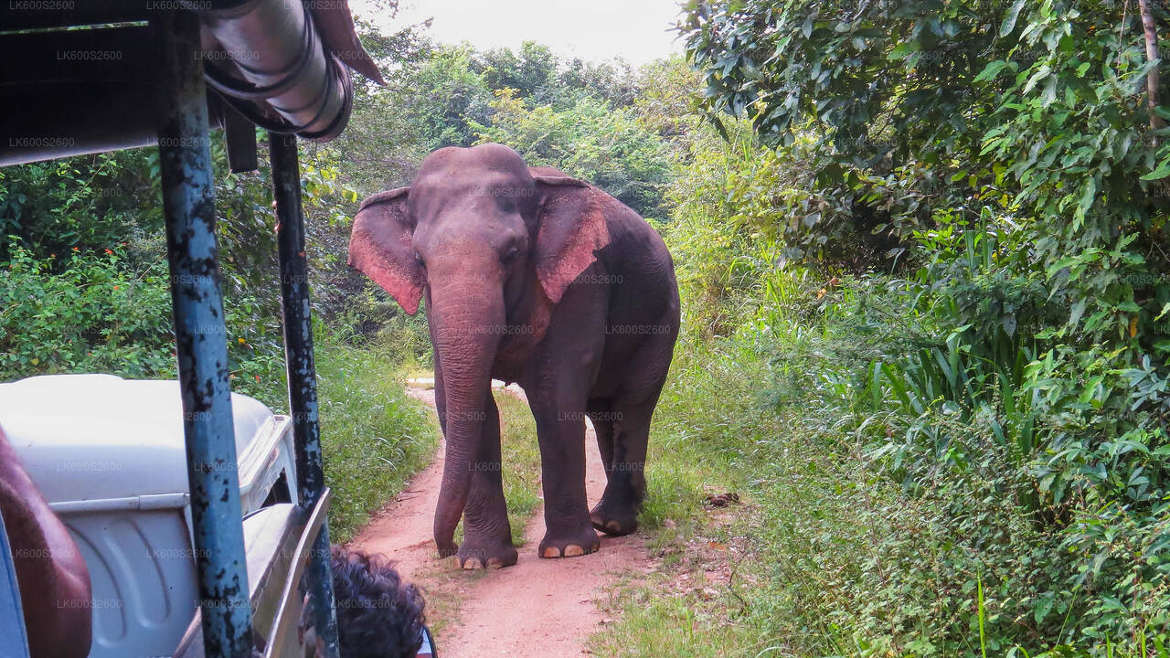 Safari im Wasgamuwa-Nationalpark ab Habarana