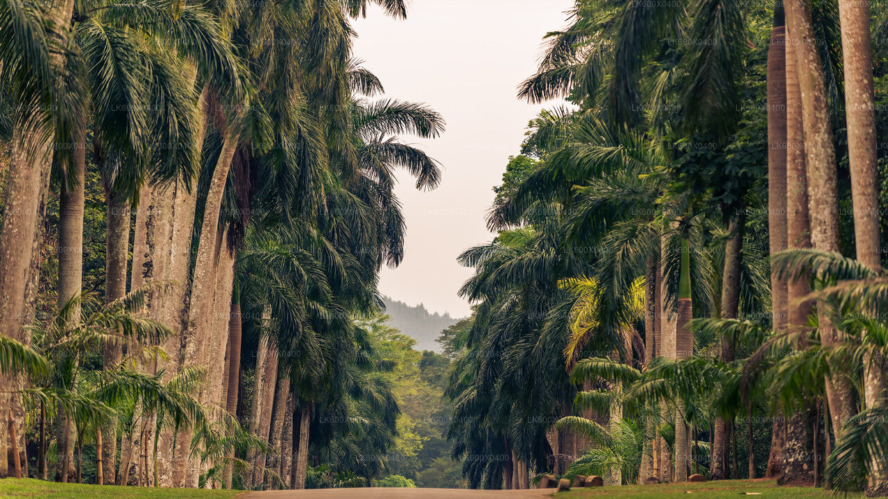 Kandy-Stadtrundfahrt ab Hikkaduwa