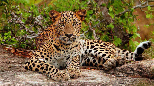 Yala-Nationalpark-Safari ab Hikkaduwa