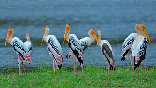 Bundala-Nationalpark-Safari ab Hikkaduwa
