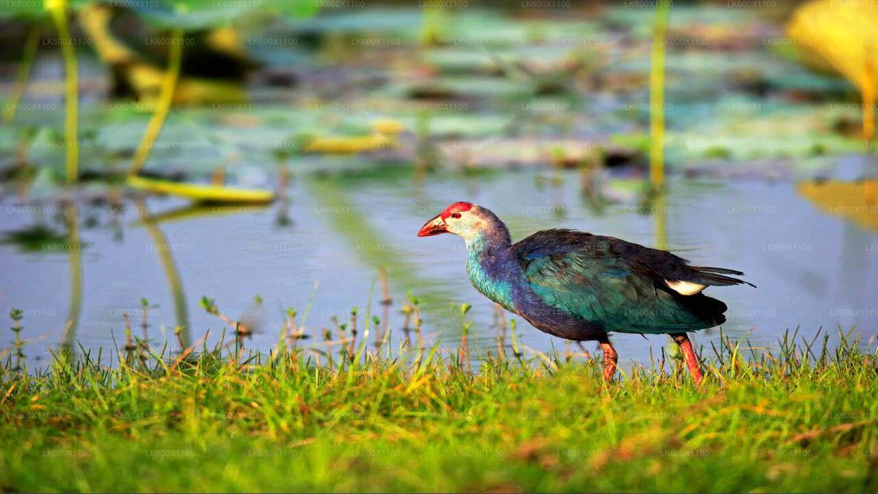 Bundala-Nationalpark-Safari ab Hikkaduwa