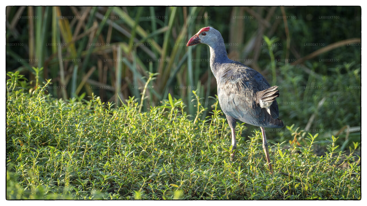 Bundala-Nationalpark-Safari ab Hikkaduwa