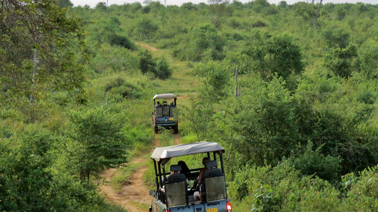 Safari im Udawalawe-Nationalpark ab Hikkaduwa