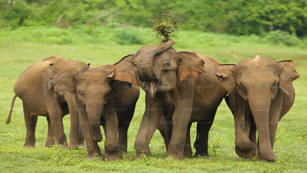 Safari im Udawalawe-Nationalpark ab Tangalle