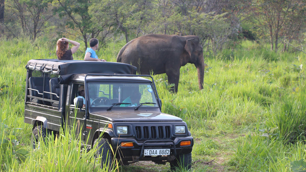 Safari im Udawalawe-Nationalpark ab Tangalle