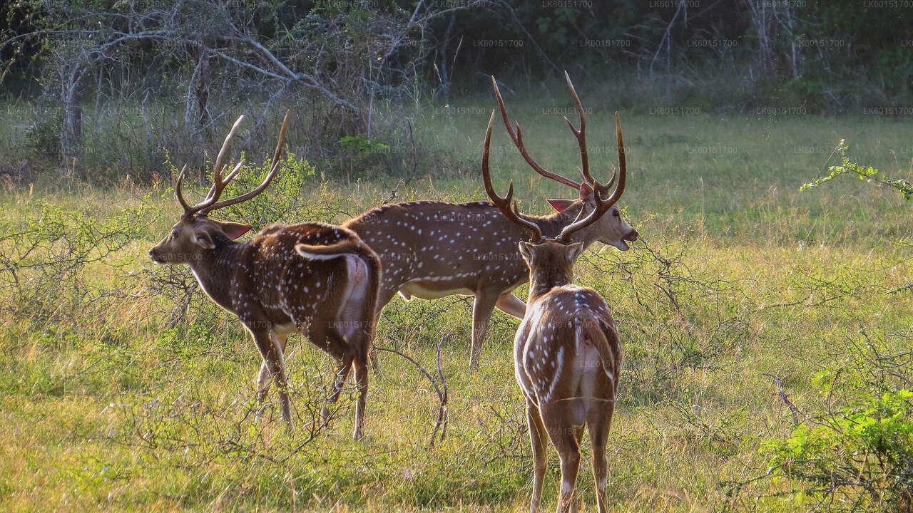 Wilpattu-Nationalpark-Safari ab Kalpitiya