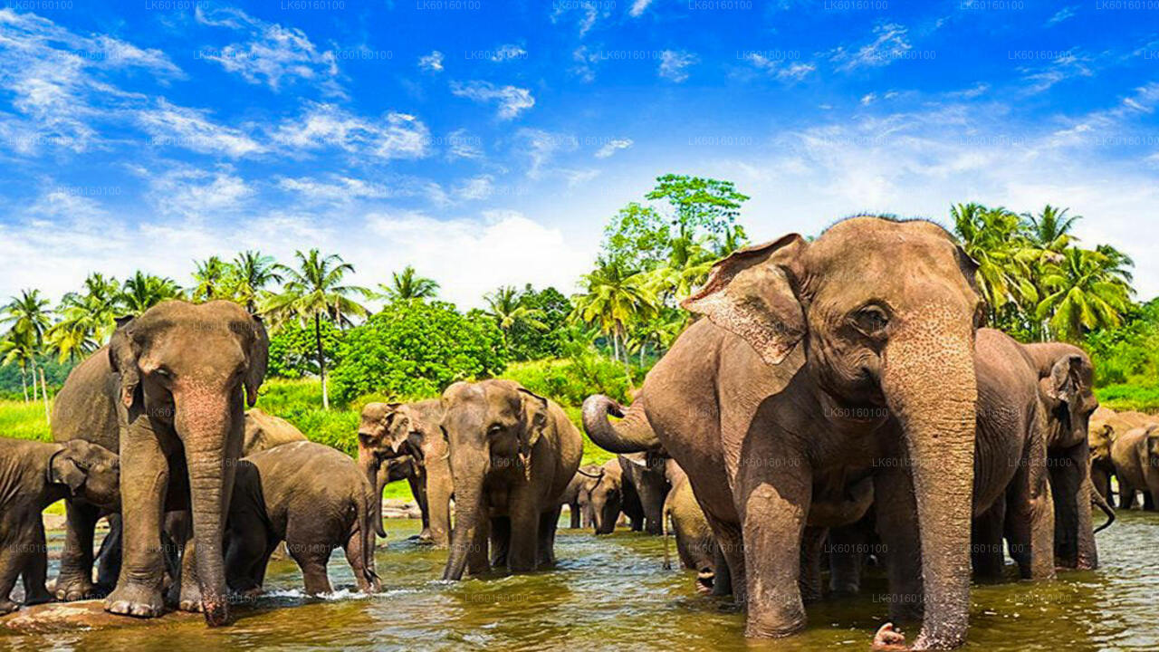 Elefantenwaisenhaus Pinnawala aus Kalutara