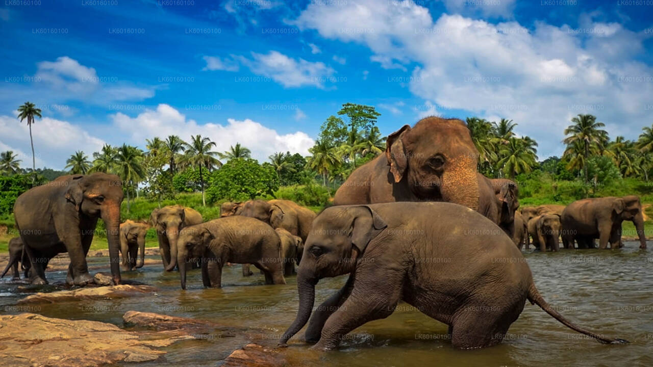Elefantenwaisenhaus Pinnawala aus Kalutara