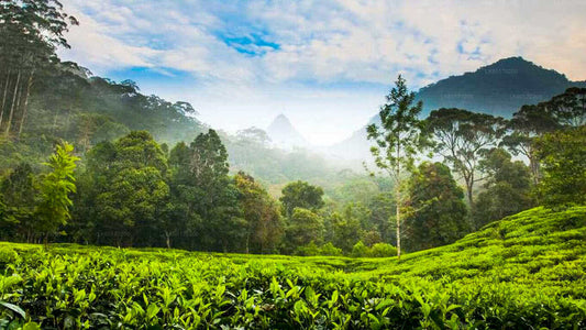 Nuwara Eliya Highlands von Kandy