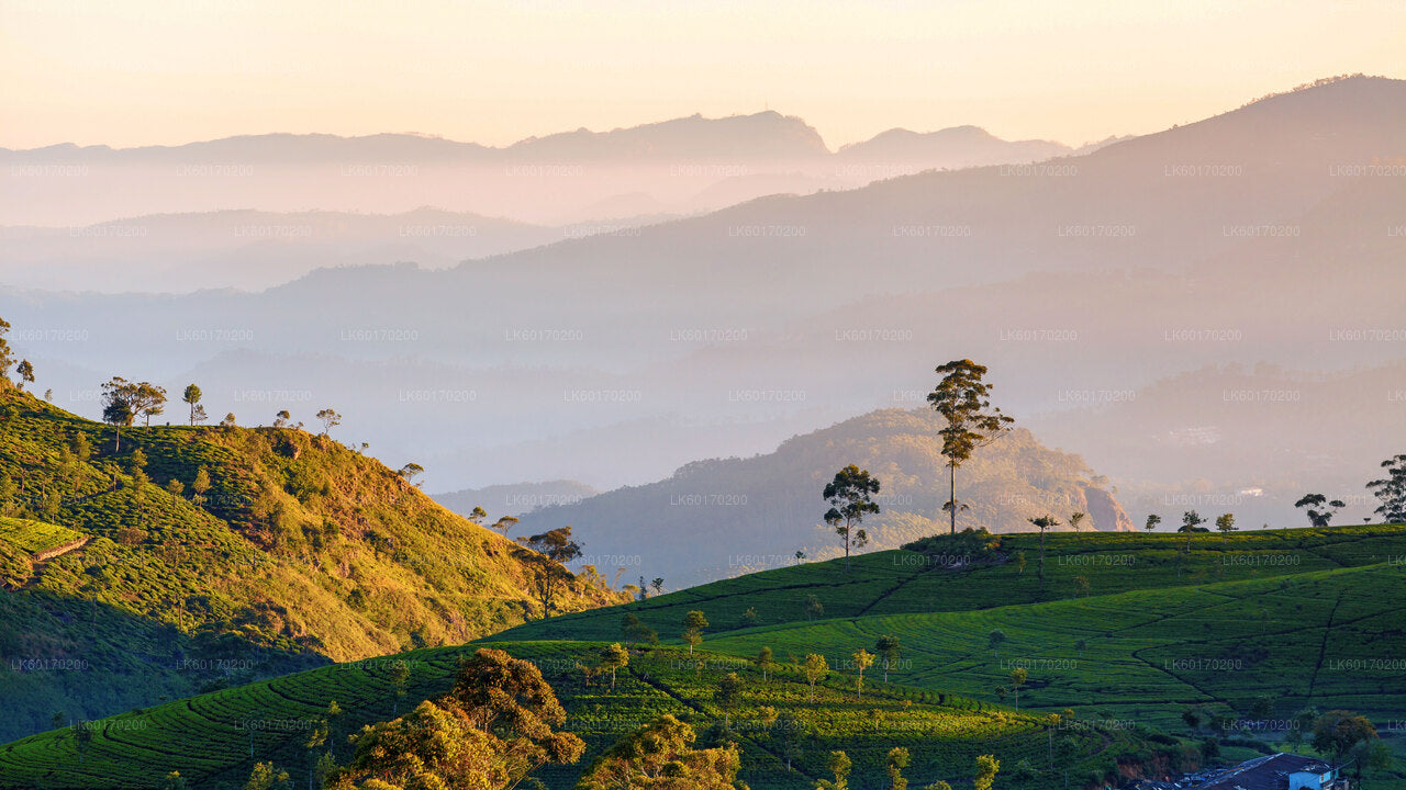 Nuwara Eliya Highlands von Kandy
