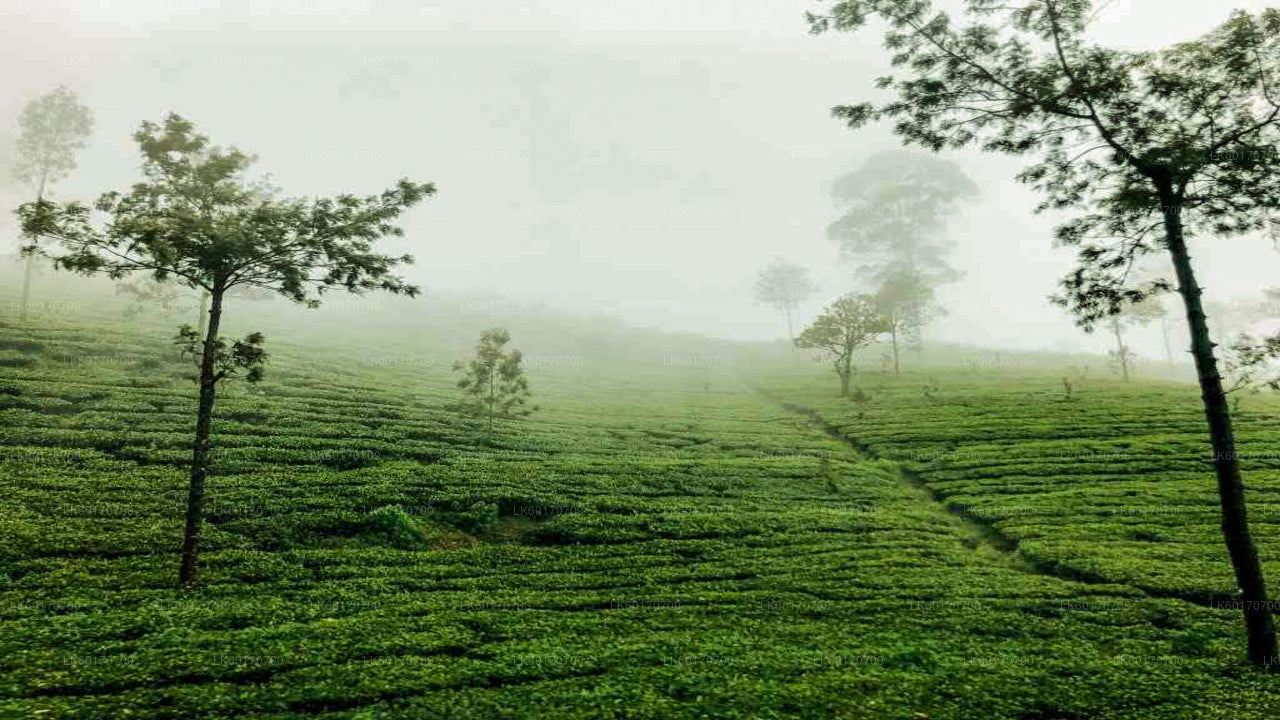 Central Highlands Peak Point von Kandy aus