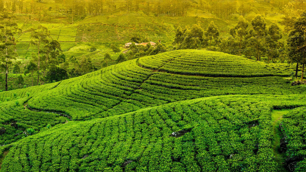 Central Highlands Peak Point von Kandy aus