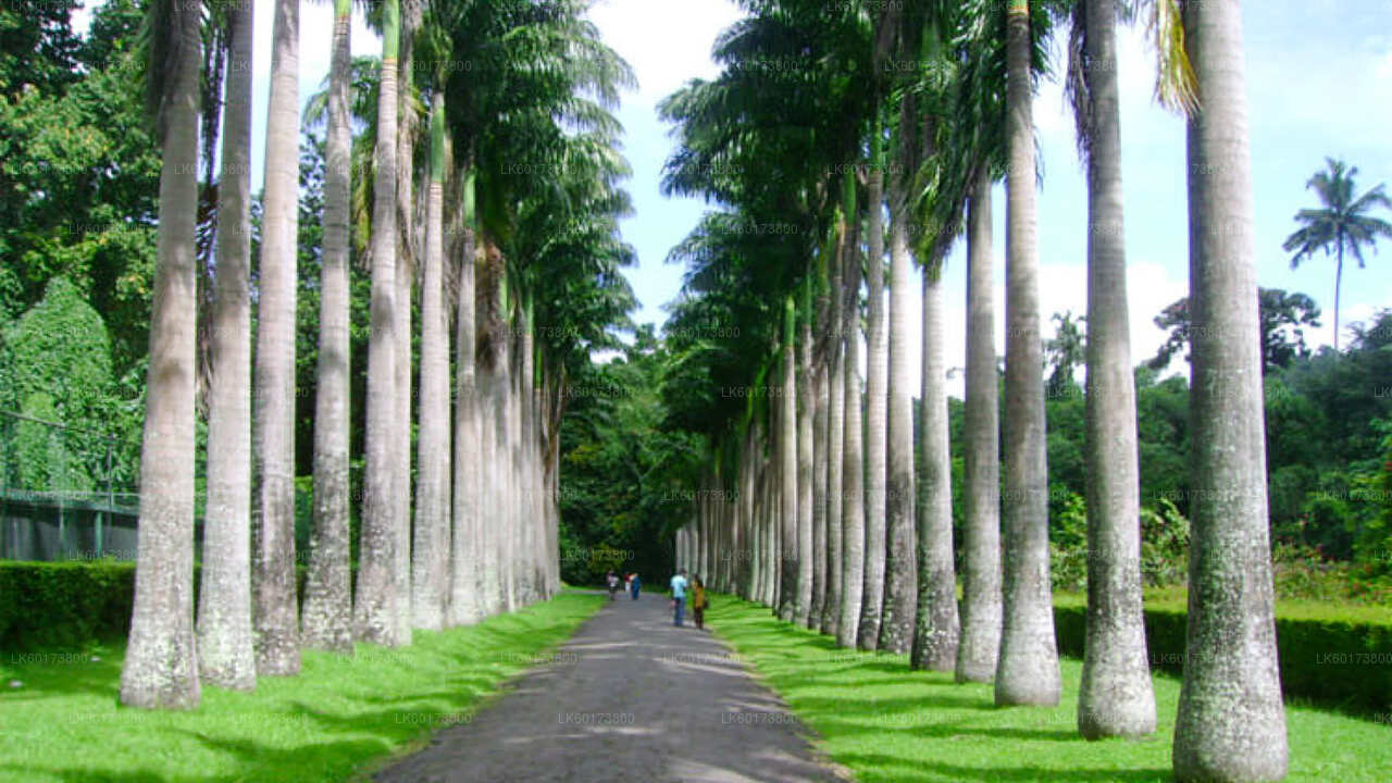Royal Botanic Garden und Village Life Tour ab Kandy