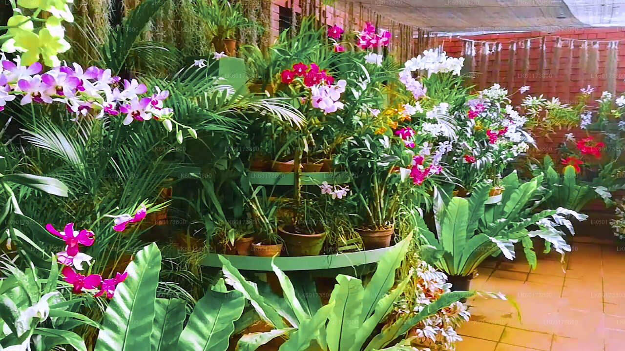 Royal Botanic Garden und Village Life Tour ab Kandy