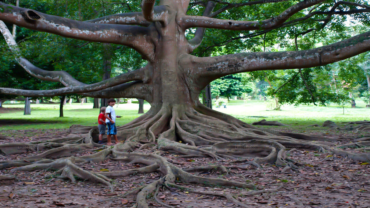 Royal Botanic Garden und Village Life Tour ab Kandy