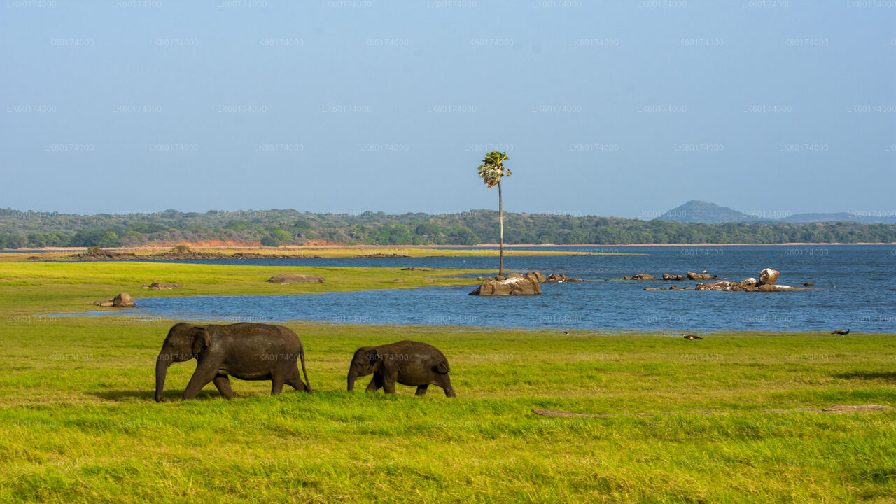 Minneriya-Nationalpark-Safari ab Kandy