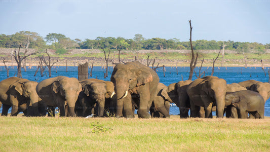 Kaudulla-Nationalpark-Safari ab Kandy